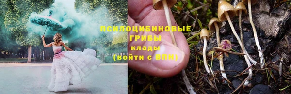 ГАЛЛЮЦИНОГЕННЫЕ ГРИБЫ Осинники